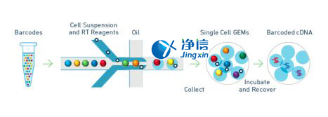 中國人自己的微流控單細胞測序儀來了！_微流控Drop-seq,微流控技術(shù)