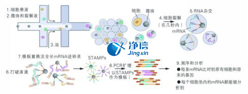 中國人自己的微流控單細胞測序儀來了！_微流控Drop-seq