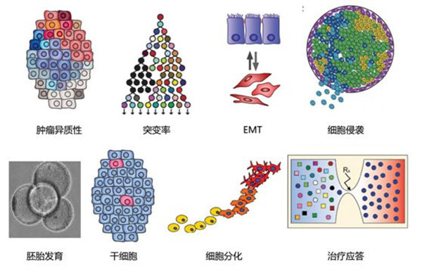 RNA-seq單細(xì)胞轉(zhuǎn)錄組測(cè)序在眼科領(lǐng)域中的研究應(yīng)用