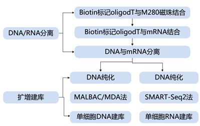 單細(xì)胞轉(zhuǎn)錄組測(cè)序的方法原理及應(yīng)用