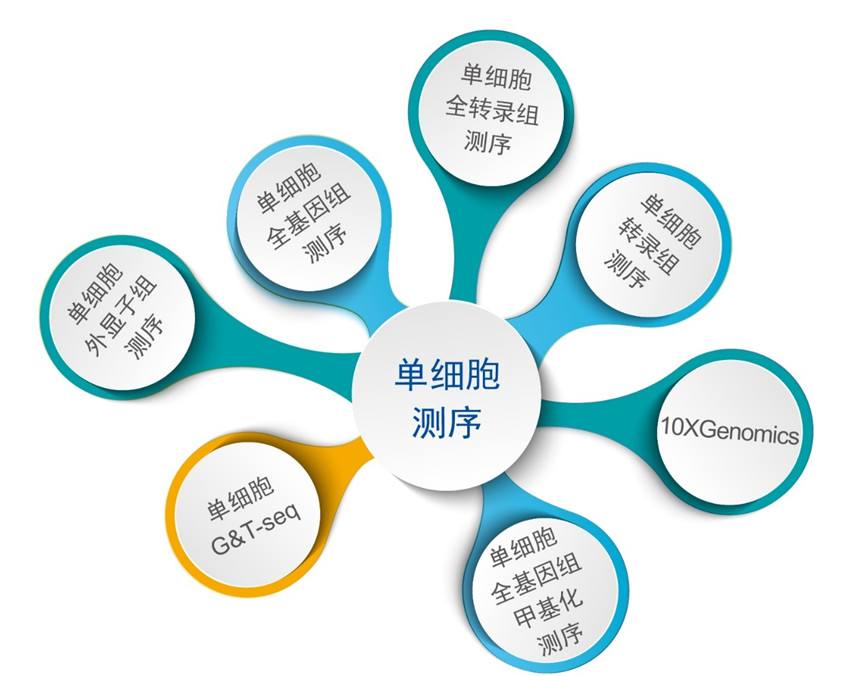 單細(xì)胞轉(zhuǎn)錄組測序(10x Genomics)詳解