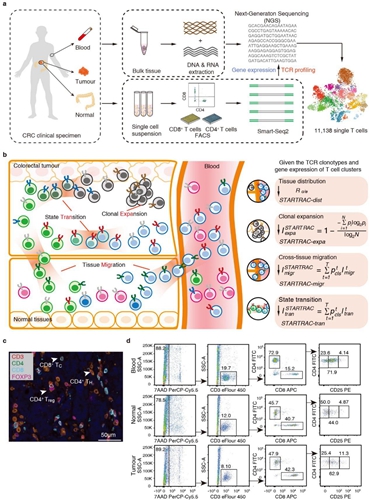 開發(fā)基于單細胞TCR的生物信息追蹤方法 揭示結(jié)直腸癌T細胞動態(tài)變化